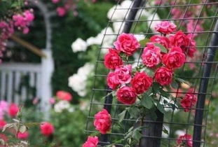 藤本月季修剪，小心操作，别让枝条受伤啦！