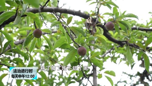 农药喷洒， 果实平安食用时间之谜