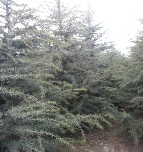 一般雪松树高嫩达到多少米？