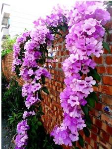 一、 开花后如何修剪、预备工具