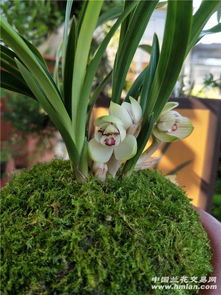 素冠荷鼎：兰花之王