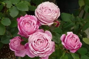 花园三宝， 月季花的新篇章