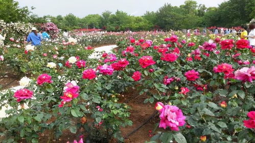 月季苗复壮的关键步骤