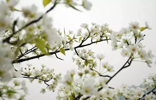 梨花的美， 无处不在