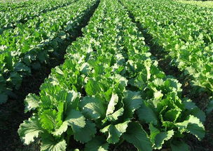 哎呀，这蚜虫真是烦死人了！