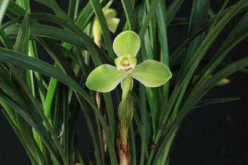 兰花盆上草保湿的小秘密