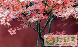 红枫：热情奔放的诗篇