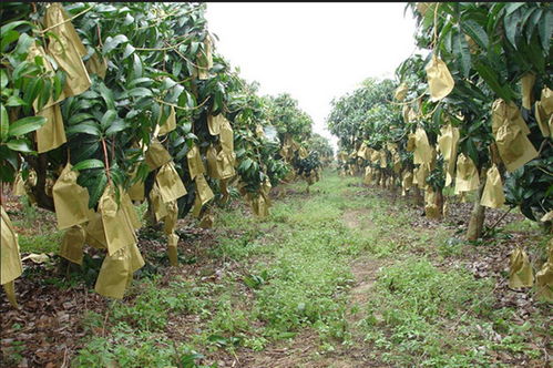 金锄头农业技术库：防治病虫害的常用药剂