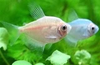 双线侧鱼每天需要吃多少食物？如何科学饲养双线侧鱼以保证其健康成长？