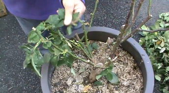 第二步：清理叶子， 花儿才嫩美得自然