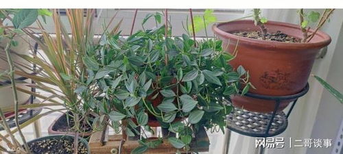 如何根据灯笼花水培生根方法详解，轻松培养出美丽的灯笼花