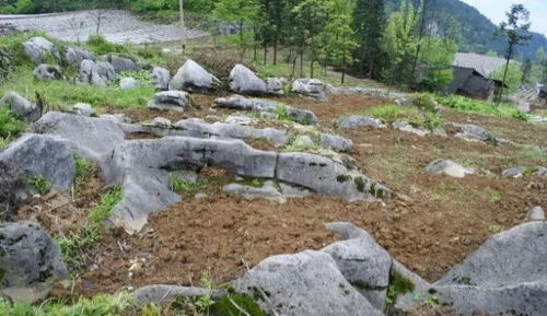 虫子也是宝？皂角树的天然驱虫剂