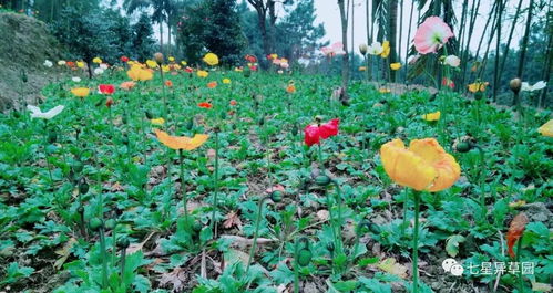 悬铃木， 守护着我们的家园