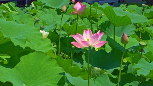 荷花开花的时间， 就像是个神秘的小秘密