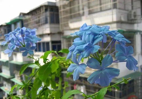 蛇麻叶形似针，花黄绿