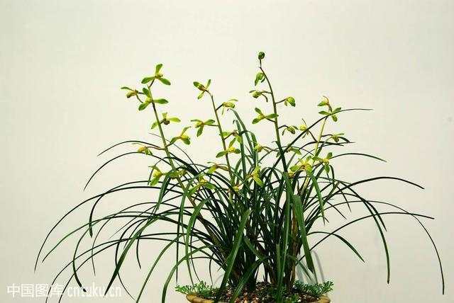 兰花：耐阴又容易开花