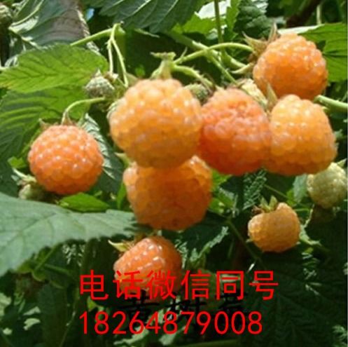 月季花可食用，具有独特风味