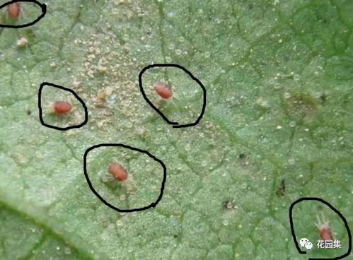 使用农药喷洒，怎么才能彻底杀死蚜虫