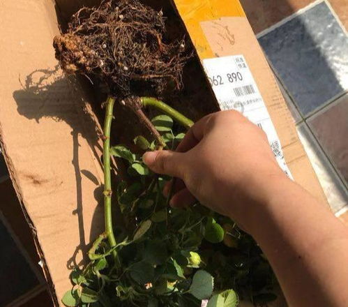 2、嫩杀菌尽量入盆时杀菌。