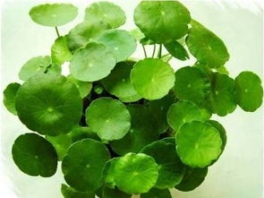 施肥与虫害防治