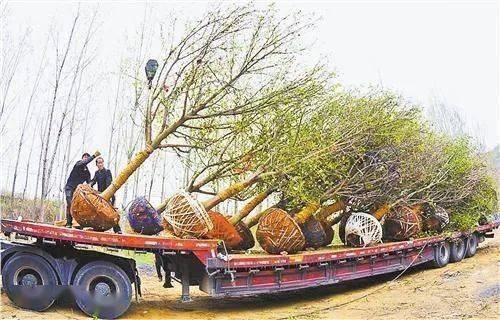 互联网助力玉兰产业腾飞