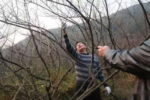 误区一：重树形， 轻生长