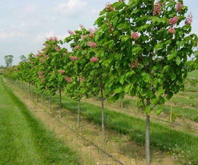 广汉园林苗木场， 专注苗木种植和销售