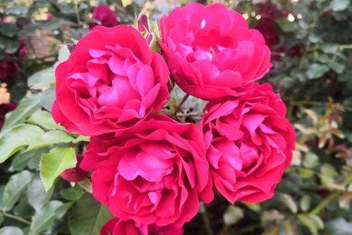 藤本月季的习性