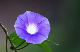 地理差异与开花时差