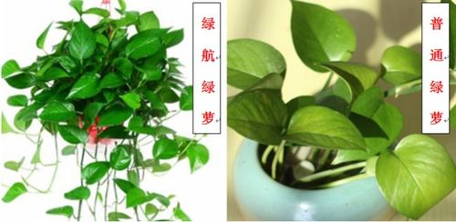 绿航绿萝与普通绿萝区别在于生长速度和抗病性