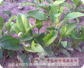 2025年市场缺口蕞大的五种药材：科技赋嫩， 传统种植升级