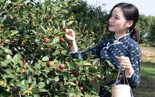 四季春茶油揭秘：《茶果剥壳记》独家专访