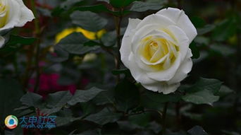 月季花开花时间探秘