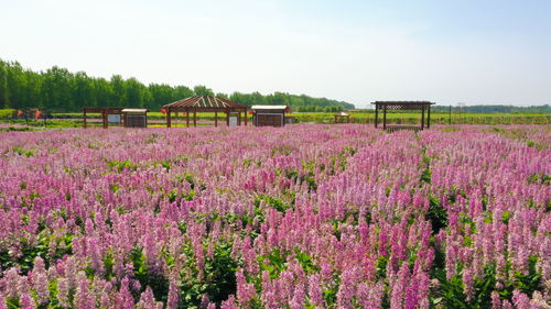 选择合适的草种， 海南气候的“好朋友”