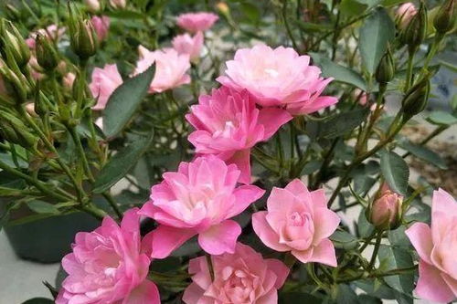 月季花儿开得旺， 花期长短有讲究