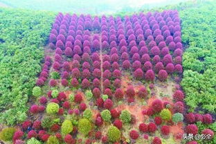 园林古国：花木的盛宴