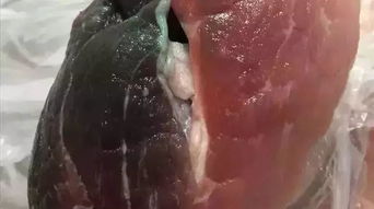 猪毛为何越来越长？揭秘猪毛难题的根源