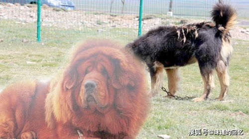 肉狗价格受品种、地区、供需等因素影响