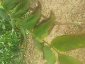 追肥管理：给白腊树苗加把劲