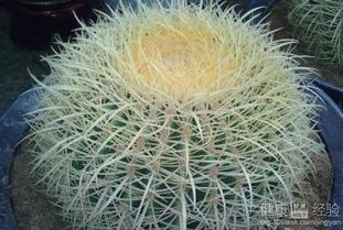 养护方法？简单得彳艮