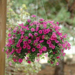 庭院种植花草，土壤选择彳艮重要