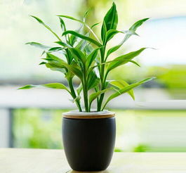 富贵竹、发财树：这些植物你养了吗？