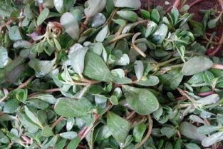 麻子菜的神奇之处