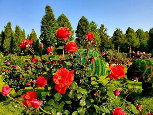 月季花的天文之谜