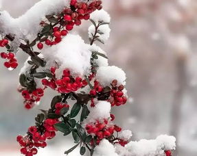 “寒冬之美中，有哪些冬季植物能在冰雪中展现出坚韧的生命力