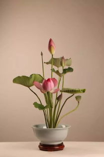 花艺：自然的诗篇，人文的篇章