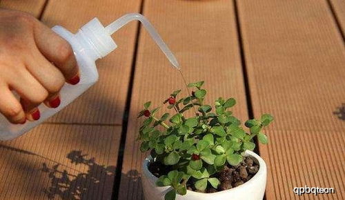 越冬前给植物浇灌防冻水的重要性