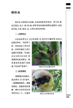 棉铃虫三天不死，咋办？