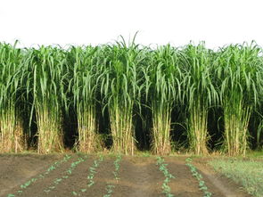 收割的时间，也会影响农药的产出量