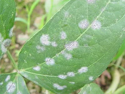 内吸传导， 全面保护